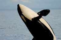 Whale Watching in Vancouver